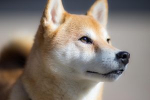 chien japonais, shiba